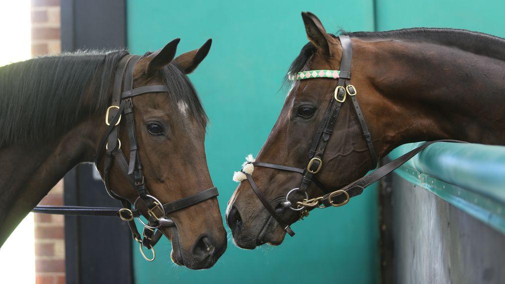 Kingman (right) and Treve get acquainted in the Juddmonte breeding shed