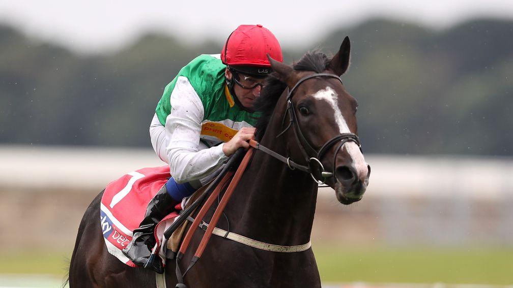 Pyledriver: recent gallop has sharpened him up as he bids for success overseas