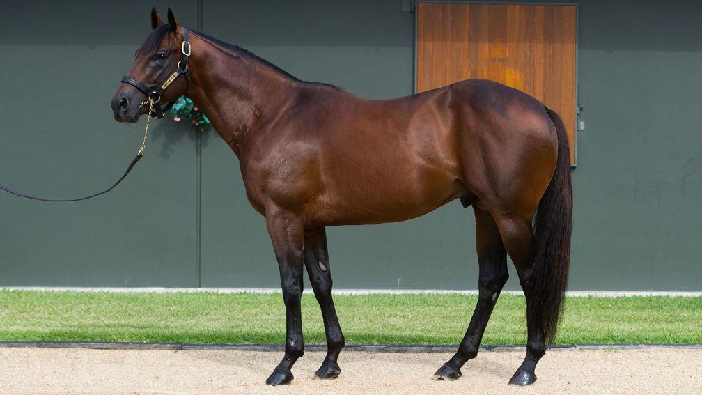 Spill The Beans: the first son of the all conquering Snitzel to stand in Europe