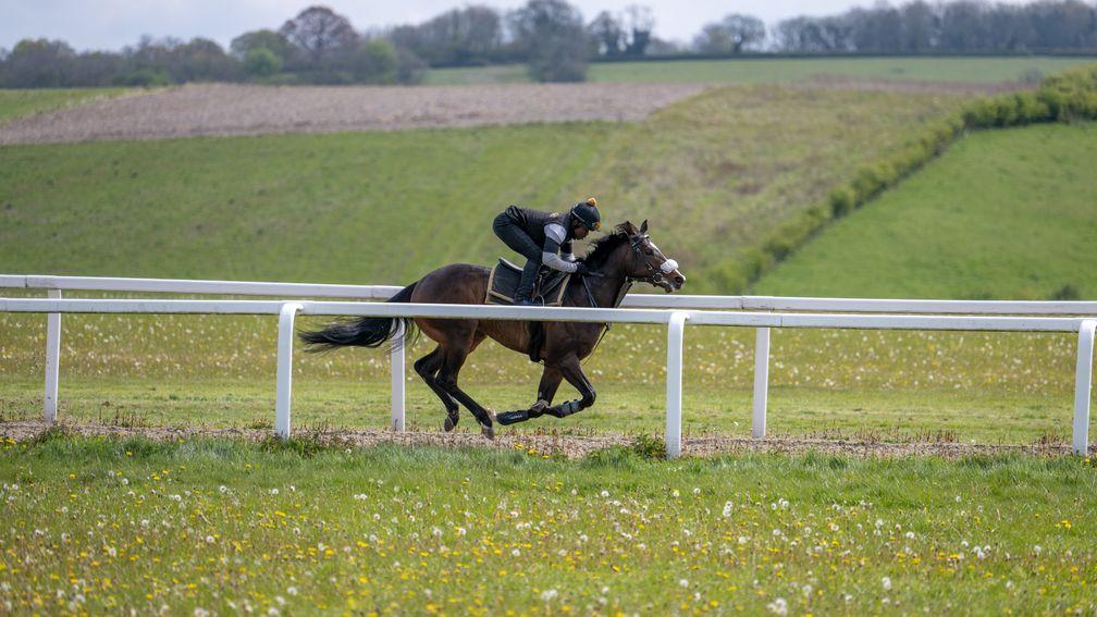 The Kameko colt out of Golden Spell is put through his paces
