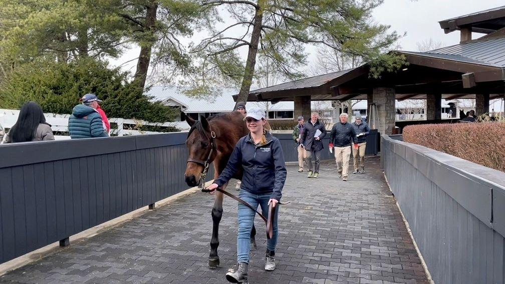 Taylor Owens: delighted to help with Godolphin's consignment at Keeneland’s Horses of All Ages sale
