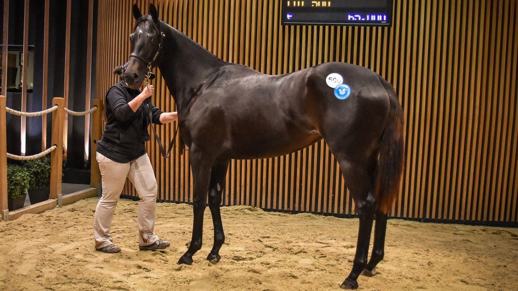 A filly by Wootton Bassett sold for €65,000 by the Fairway Consignment at Arqana on Thursday