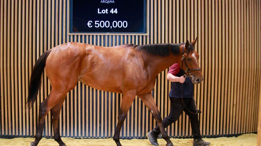 The Blue Point filly out of Shimmering Moment who fetched €500,000
