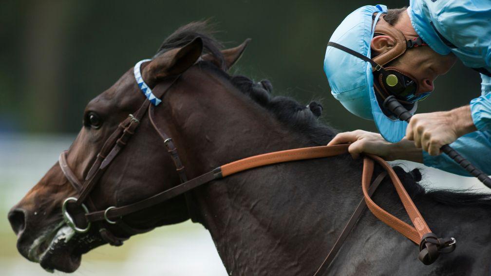 Almanzor: yearlings going down a storm