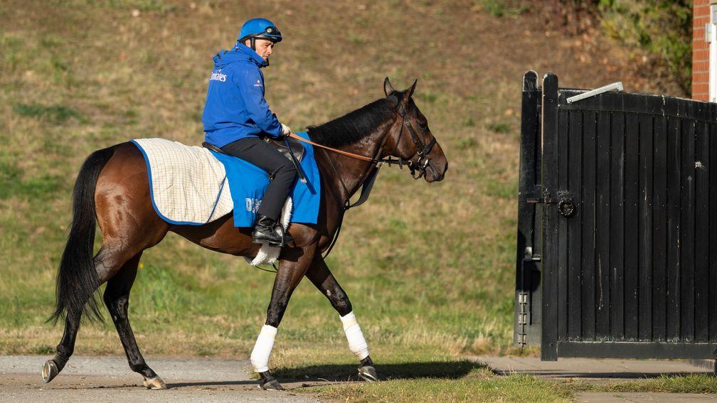 The quiet couple: Pinatubo and Giuseppe Bussu return home after morning exercise