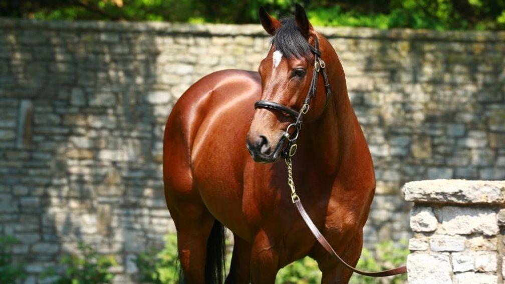 Declaration Of War: stands at Coolmore's Kentucky arm of Ashford Stud
