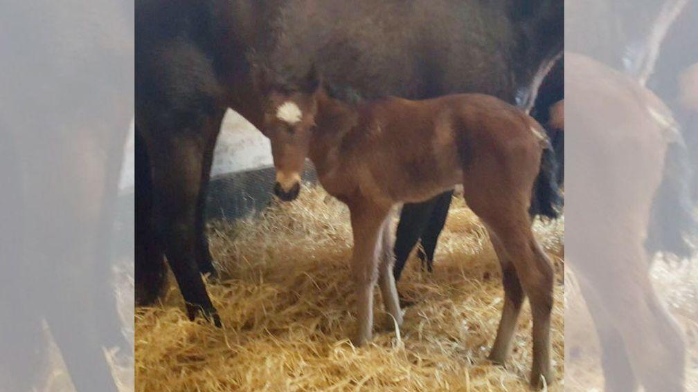 The filly was born on Sunday at 6pm