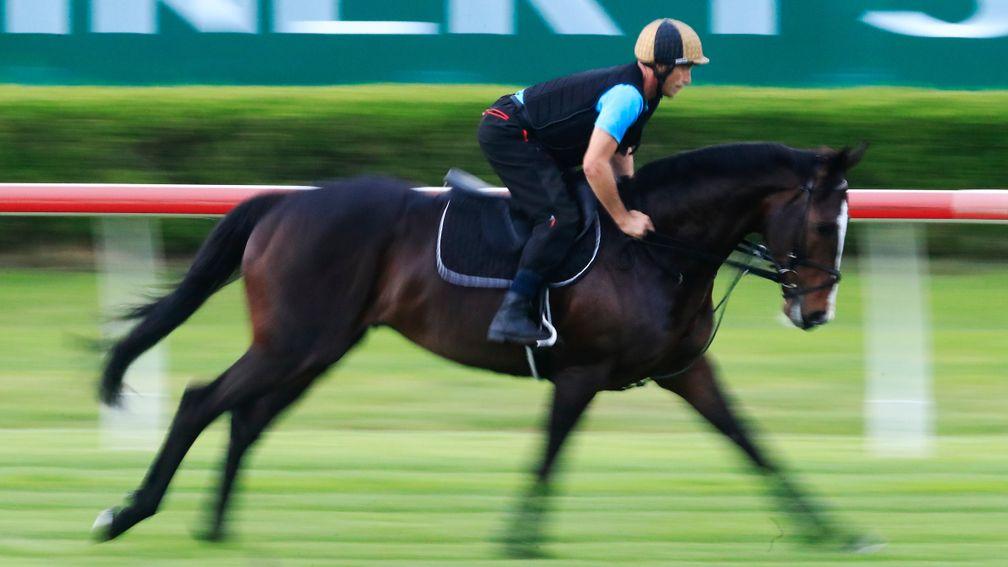 SYDNEY, AUSTRALIA - MARCH 22: UK horse He's Eminent has a gallop at Canterbury Park during trackwork on March 22, 2019 in Sydney, Australia. He's Eminent is entered in the Ranvet Stakes on Golden Slipper day.(Photo by Mark Evans/Getty Images)