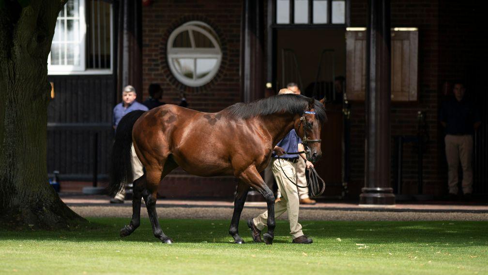 Dubawi: first British stallion to sire 200 stakes winners