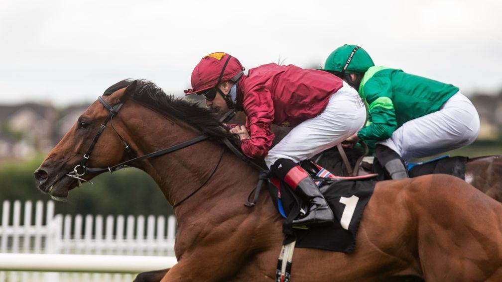 Buckaroo: imposing colt got the better of Stone Age in a Galway maiden last year