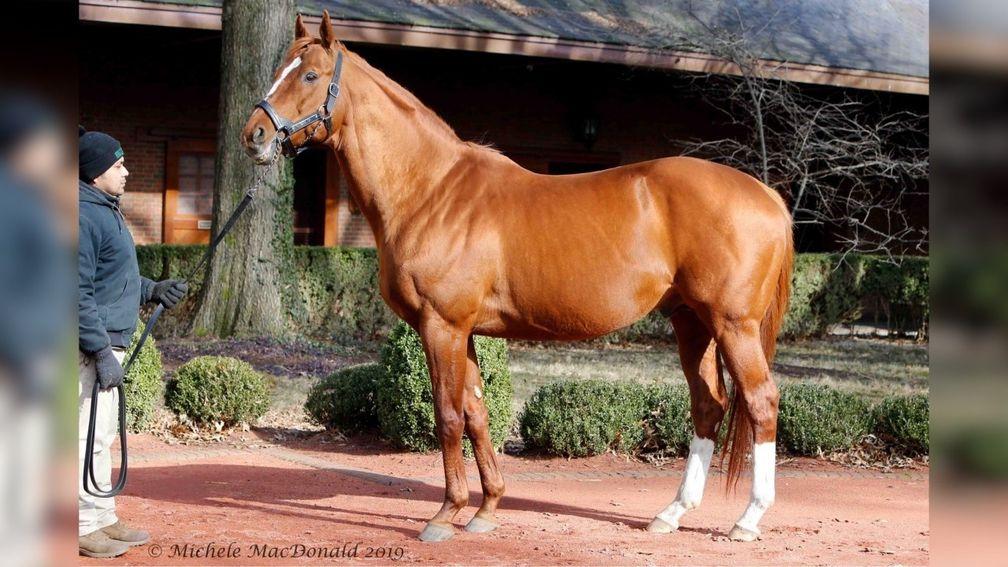 Curlin: sire of what could be Warrendale's star hip at Saratoga next week
