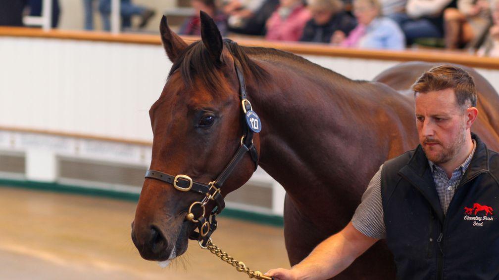 The Dubawi colt out of Persuasive was a highlight for Cheveley Park last year