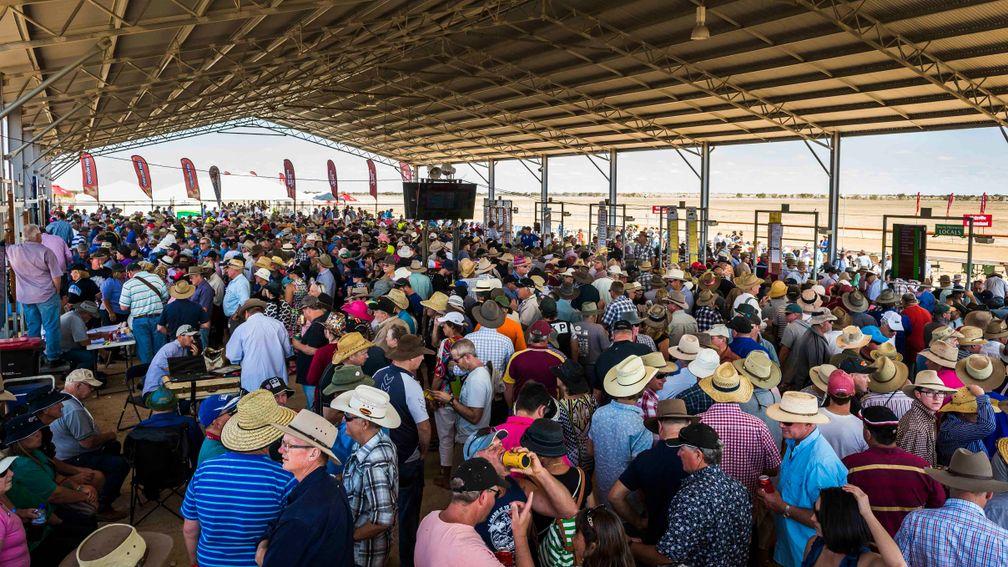 Inside the betting shed at Birdsville