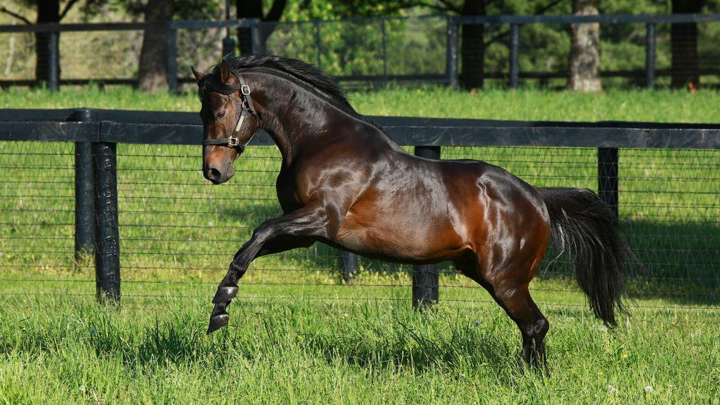 Much missed: Scat Daddy romps in his paddock at Ashford Stud