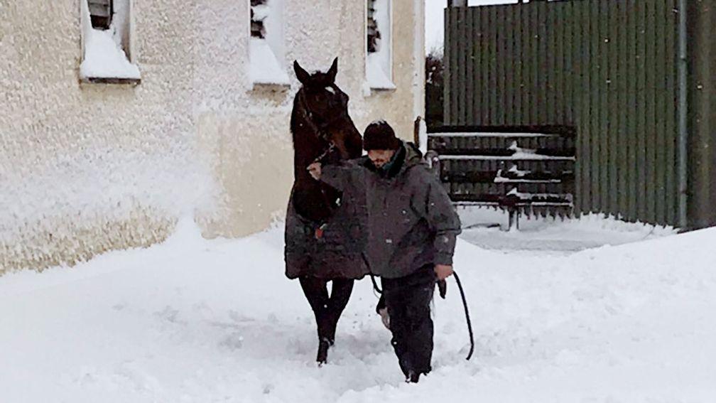 Making their way through the snow at Tom Taaffe's yard