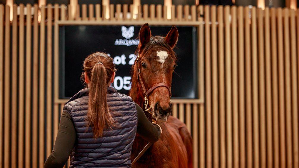 A short yearling by Haras d'Etreham's Persian King was among the star lots at Arqana on day two of the February Mixed Sale