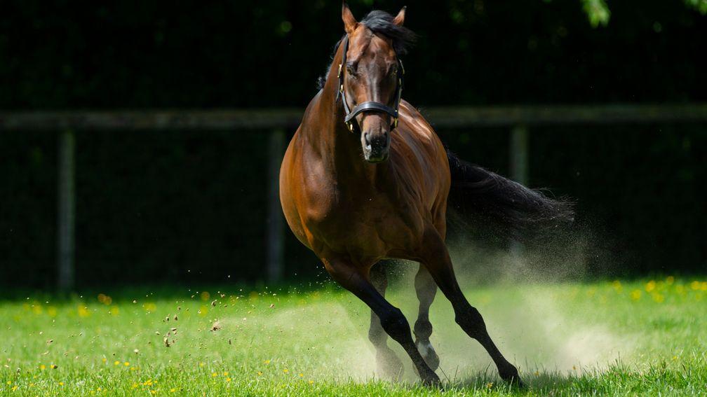 Kingman: Laurens set to be among the sire sensation's 2021 book of mares