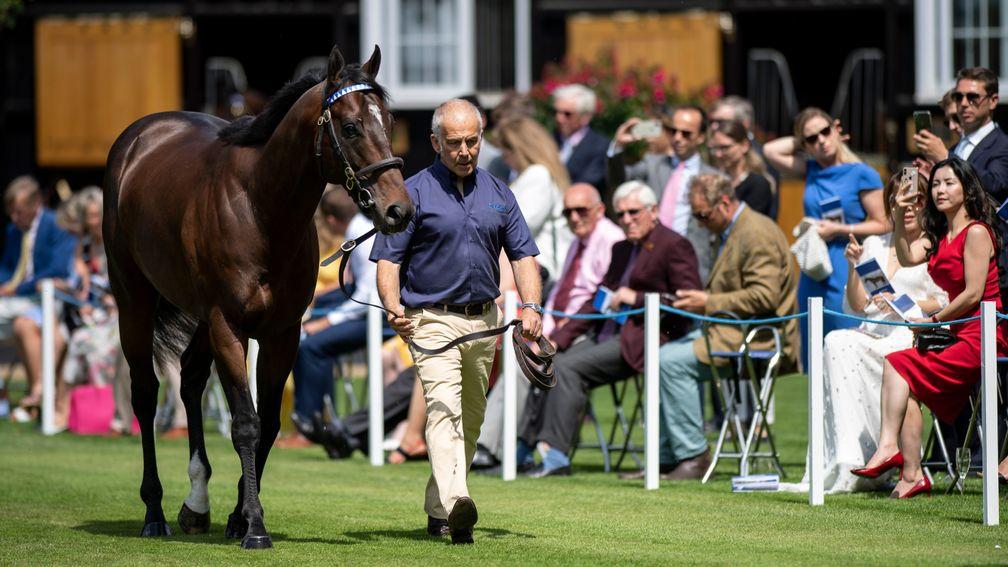 New boy Blue Point is paraded before guests at the 2019 Darley stallion parade