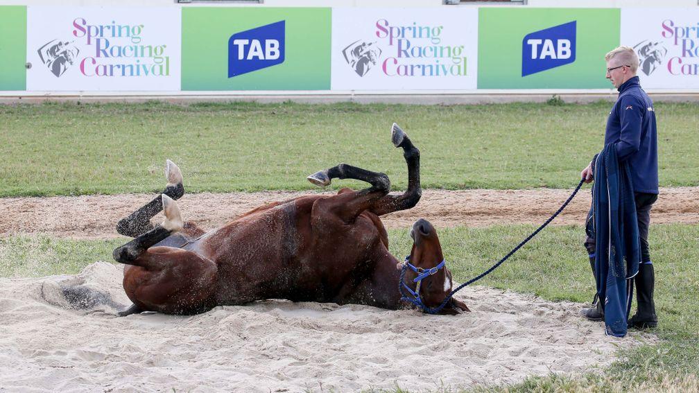 Wicklow Brave enjoys a sand roll at Werribee in Australia