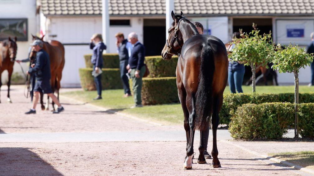 Inspections at the Arqana Breeze-Up Sale, which produced solid figures during the session