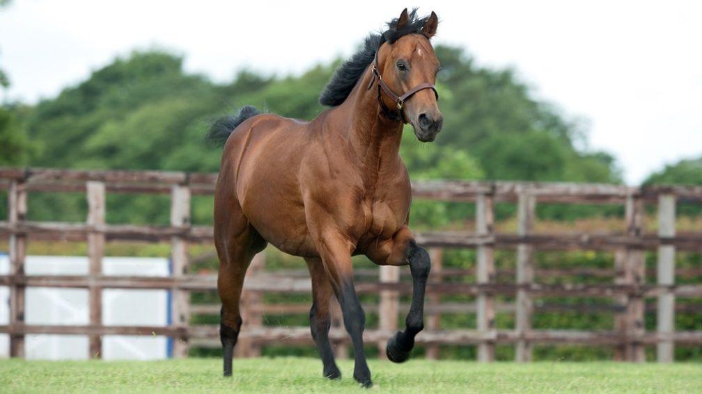 Territories: off the mark as a Group 1-winning sire on Arc day