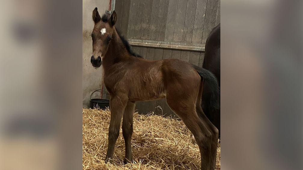 Lisa Pyne's Poet's Word colt out of Ballybrowney Dream
