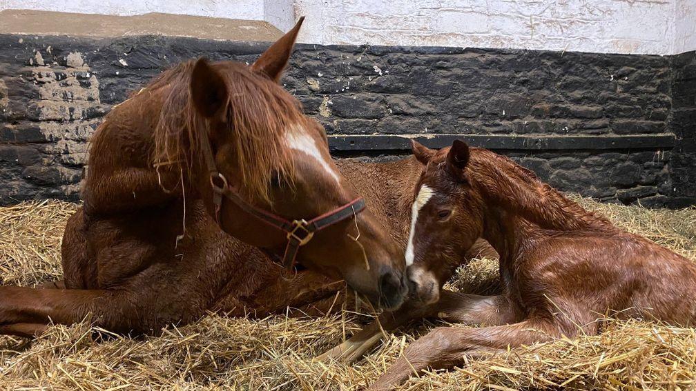 Byerley Stud's Flag Of Honour colt foal out of Madame Rouge
