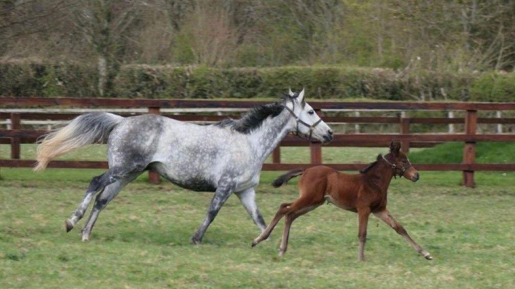 Karisma, a Lawman half-sister to Phoenix Of Spain, with her 2021 Blue Point filly
