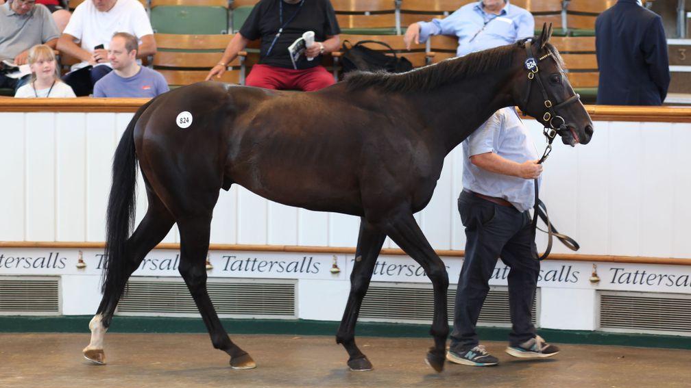 Inverleigh fetches 350,000gns during the final session of the July Sale
