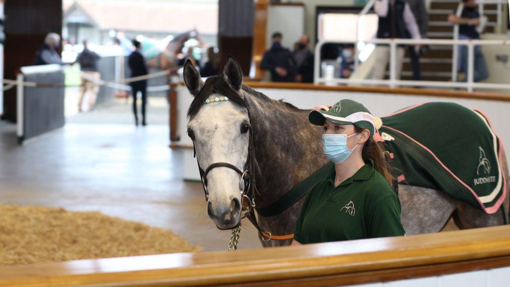 Bugle Major in the Tattersalls ring, where he fetched 90,000gns from Richard Hughes