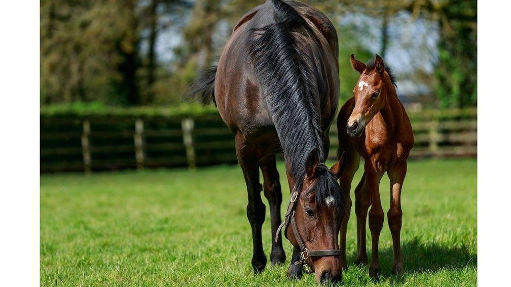 Maternal bliss: Treve with her newborn filly by Siyouni