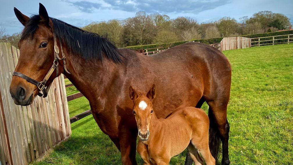 Cheveley Park Stud's Frankel filly out of Group 3 winner Bashkirova, a granddaughter of the great Russian Rhythm