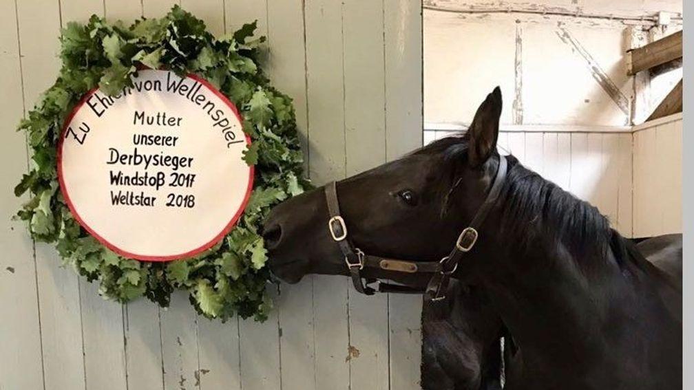 Wellenspiel with a wreath on her box to commemorate her feat of producing back-to-back German Derby winners