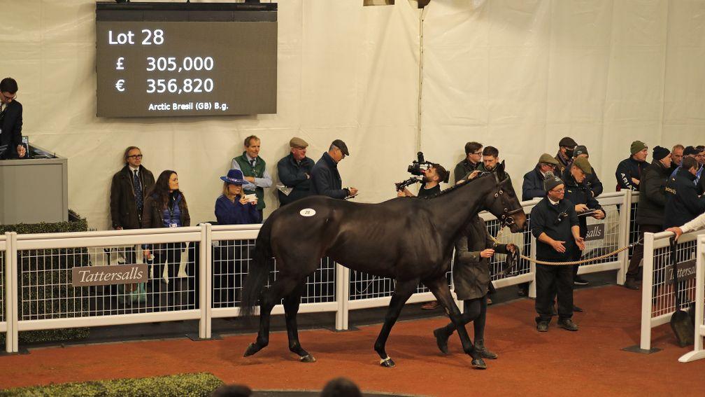 Lot 28: Arctic Bresil sells for £305,000