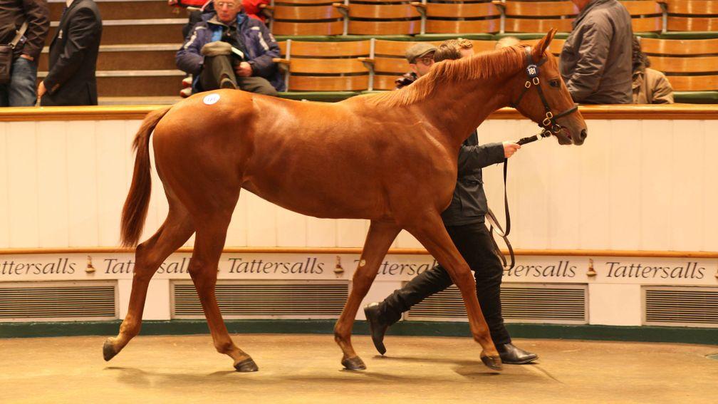 Sea Of Class as a yearling in the Tattersalls sales ring