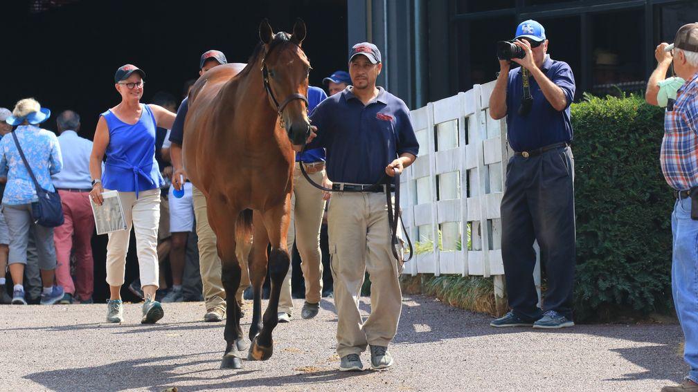 The daughter of American Pharoah who is now the dearest yearling filly sold at Keeneland