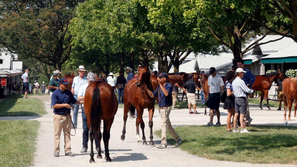 Yearlings take in their surroundings at the Keeneland September Sale