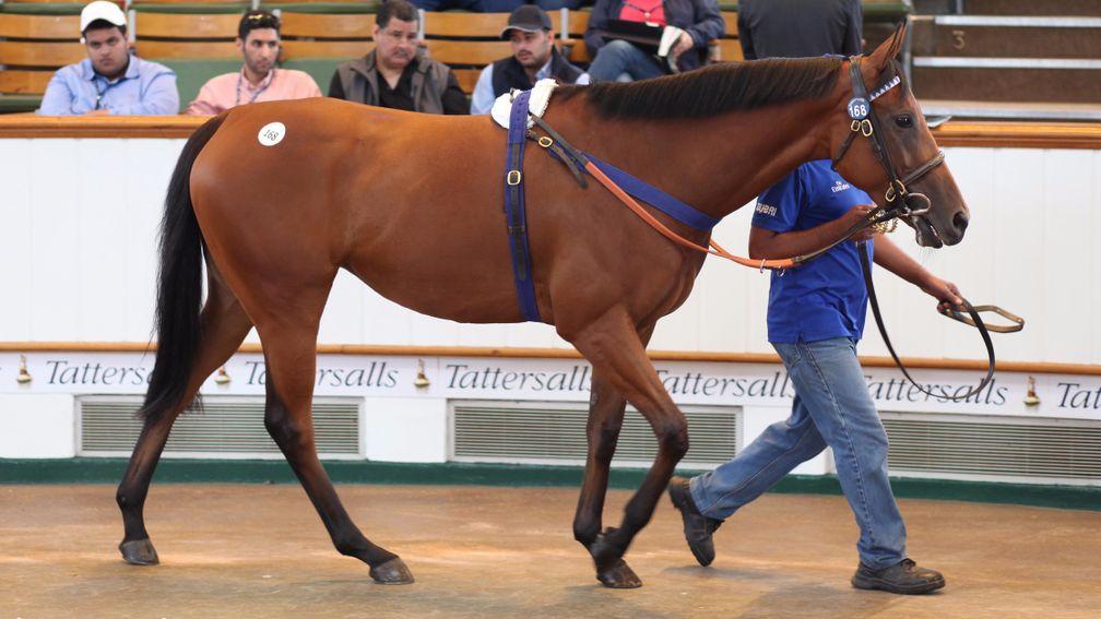 Camargue: the half-sister to Threading going through the ring at Tattersalls in July