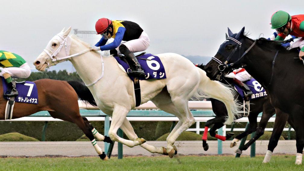 The white filly Sodashi, dazzling in her ability as well as her appearance, has the Oka Sho in her sights