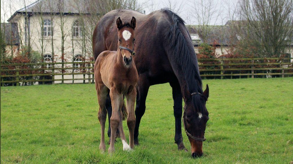 Marsha's foal is certainly bred to be smart