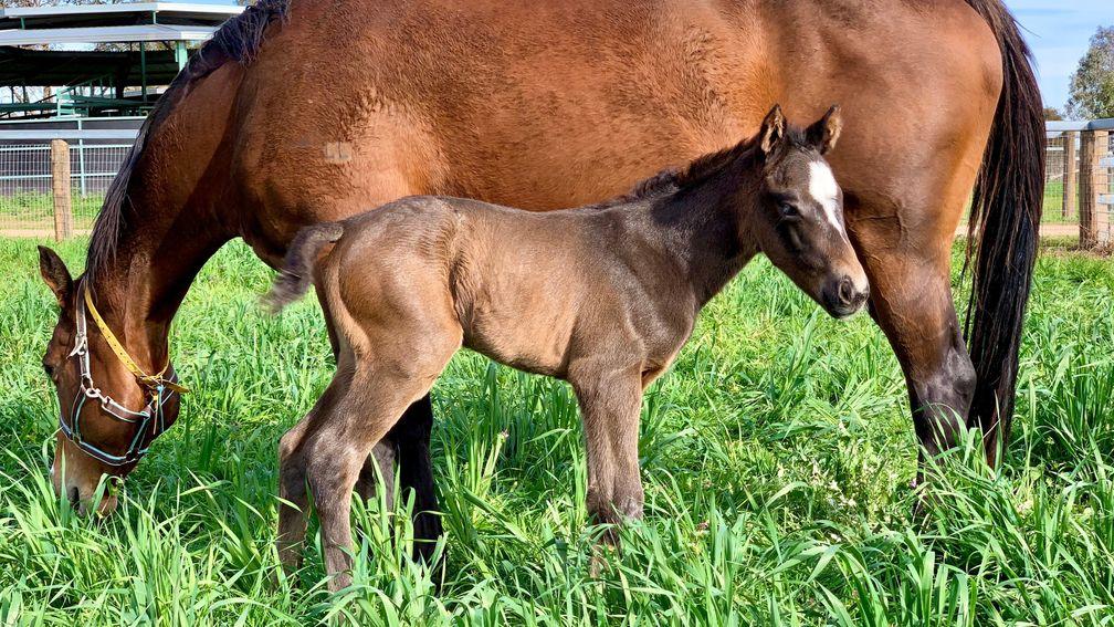 Riversdale Farm in New South Wales welcomed the arrival of this colt foal