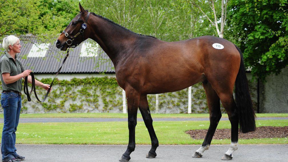 The Fame And Glory gelding bought by Aidan O'Ryan for €65,000