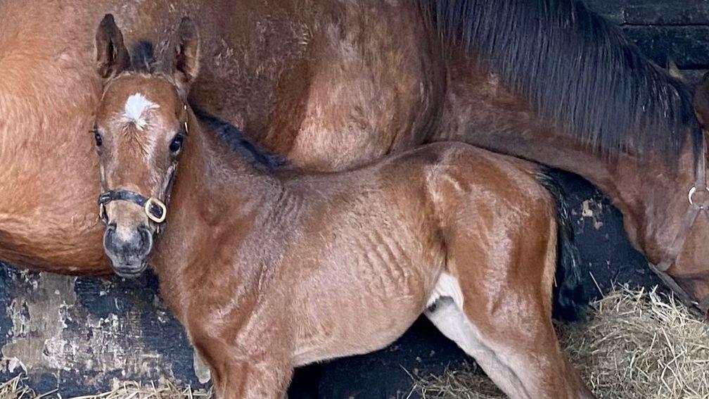Maxine Franklin's Swiss Spirit filly out of Montjeu mare Cushat Law
