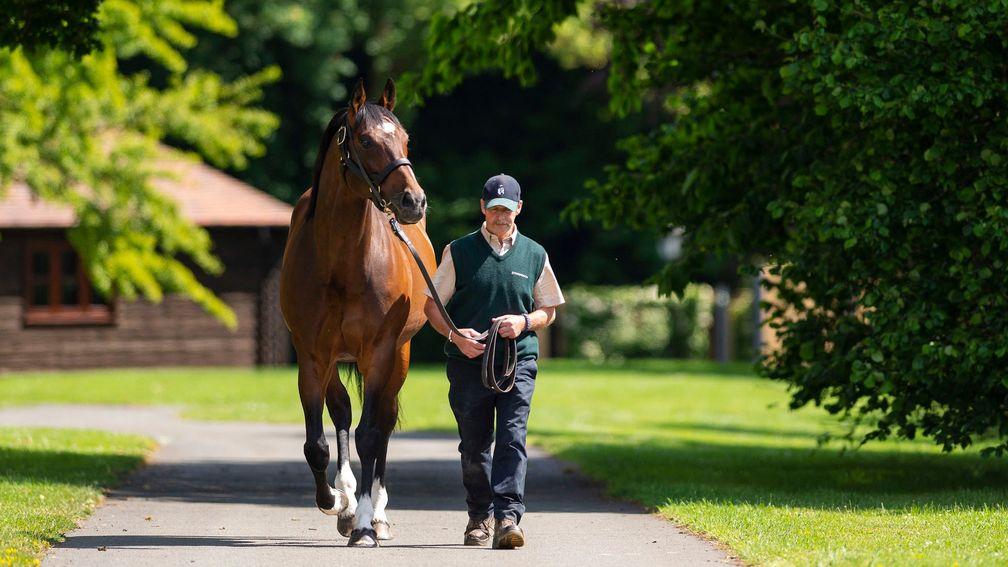Frankel: set to welcome Pretty Pollyanna among his harem of mares