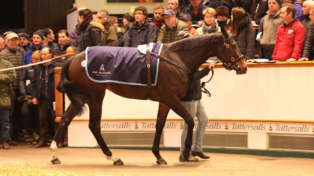 Different League in the Tattersalls ring before fetching 1,500,000gns from White Birch Farm and MV Maginer