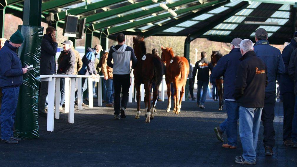 The Goffs December National Hunt Sale gets under way at 9.30am on Wednesday
