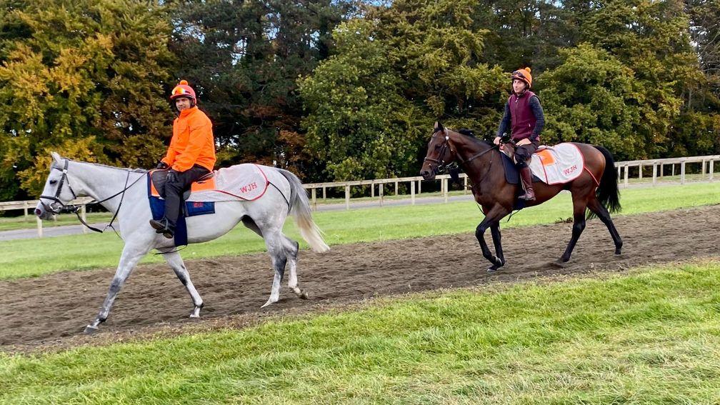 Baaeed follows his lead horse Montatham on Warren Hill on Friday morning