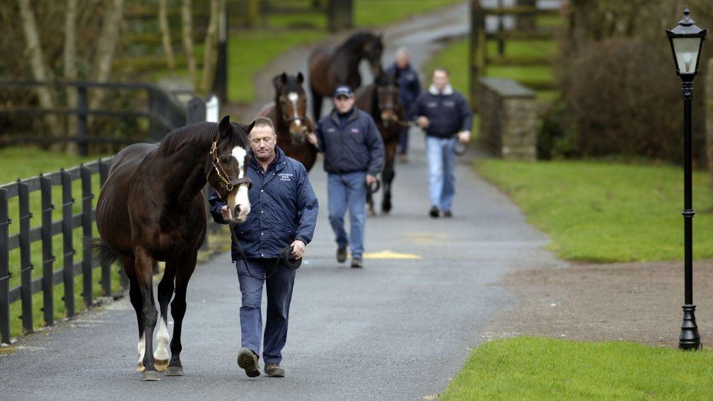 Noel Stapleton and Sadler's Wells: the breed-shaping sire leads his Derby-winning sons Galileo, Montjeu and High Chaparral around Coolmore in 2007