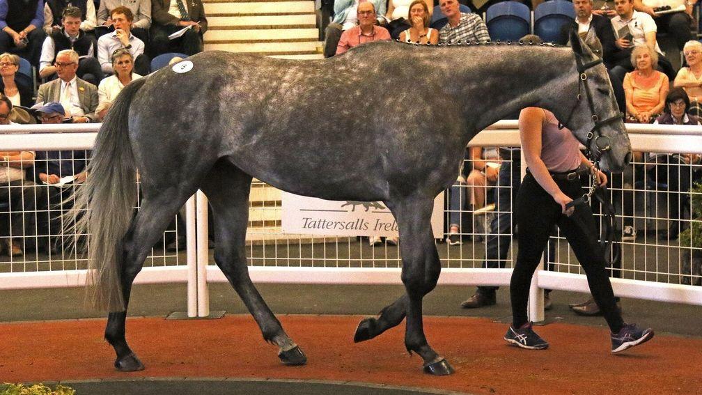 Thatsy: Donnchadh Doyle-consigned grey was knocked down to Gordon Elliott for £130,000