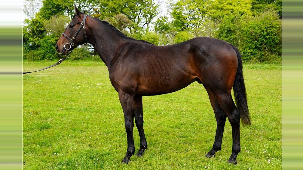 Lot 40 at the Goffs UK and Arqana Breeze-Up Sale, a Territories colt